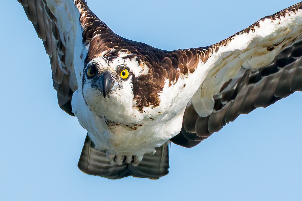 Osprey - ML646678784