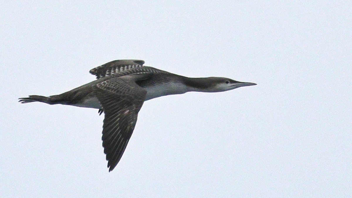 Plongeon catmarin - ML646678788