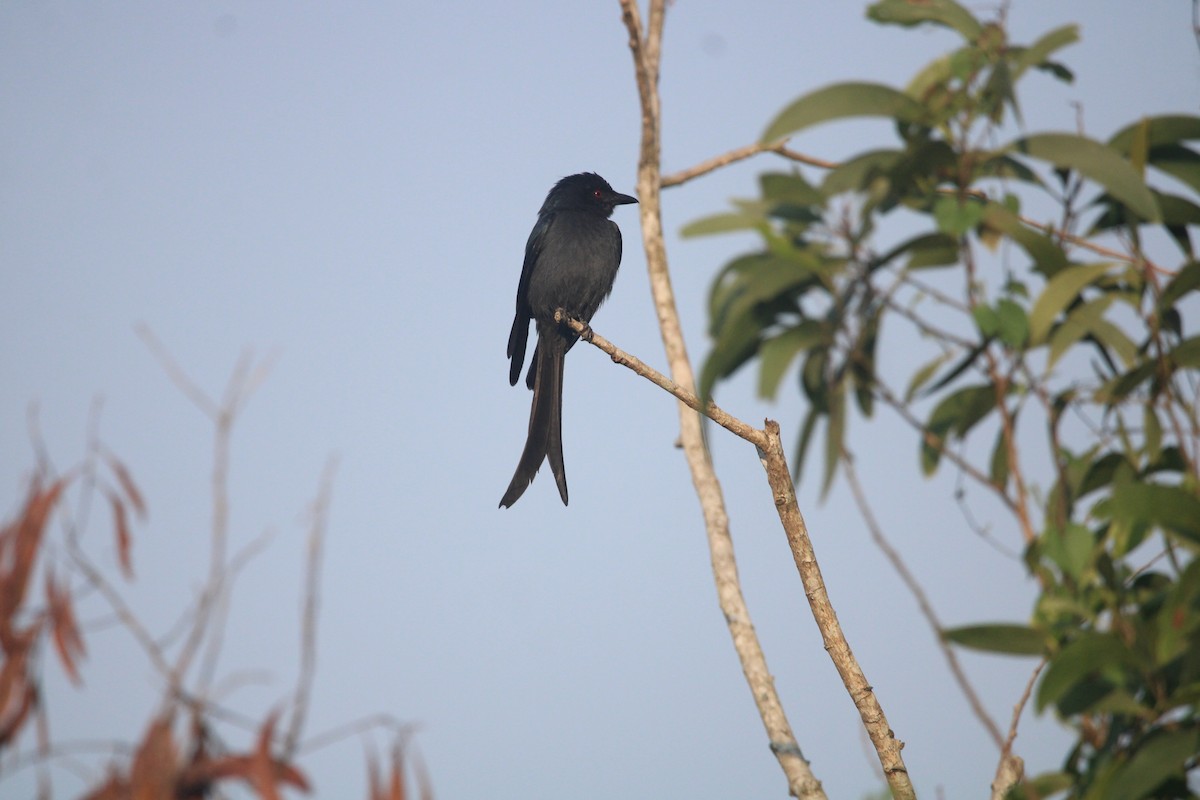 Ashy Drongo - ML646678789