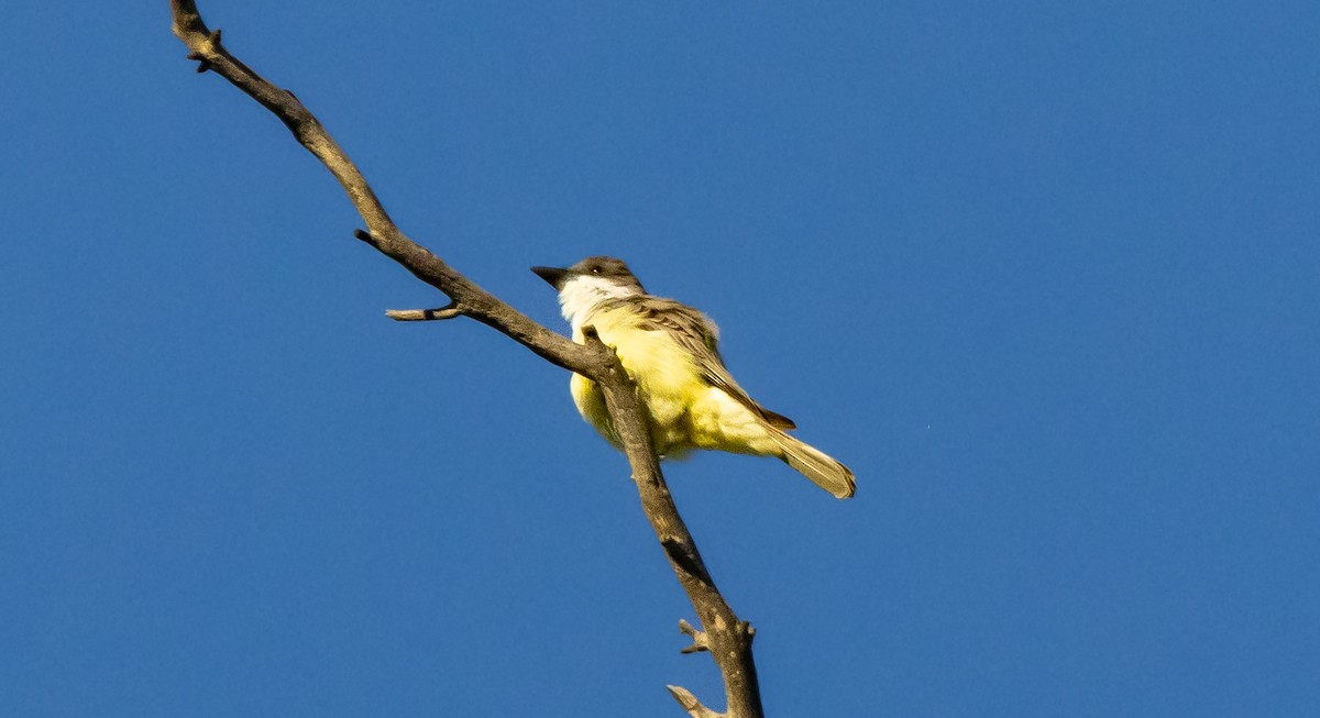 tykknebbkongetyrann - ML646678790