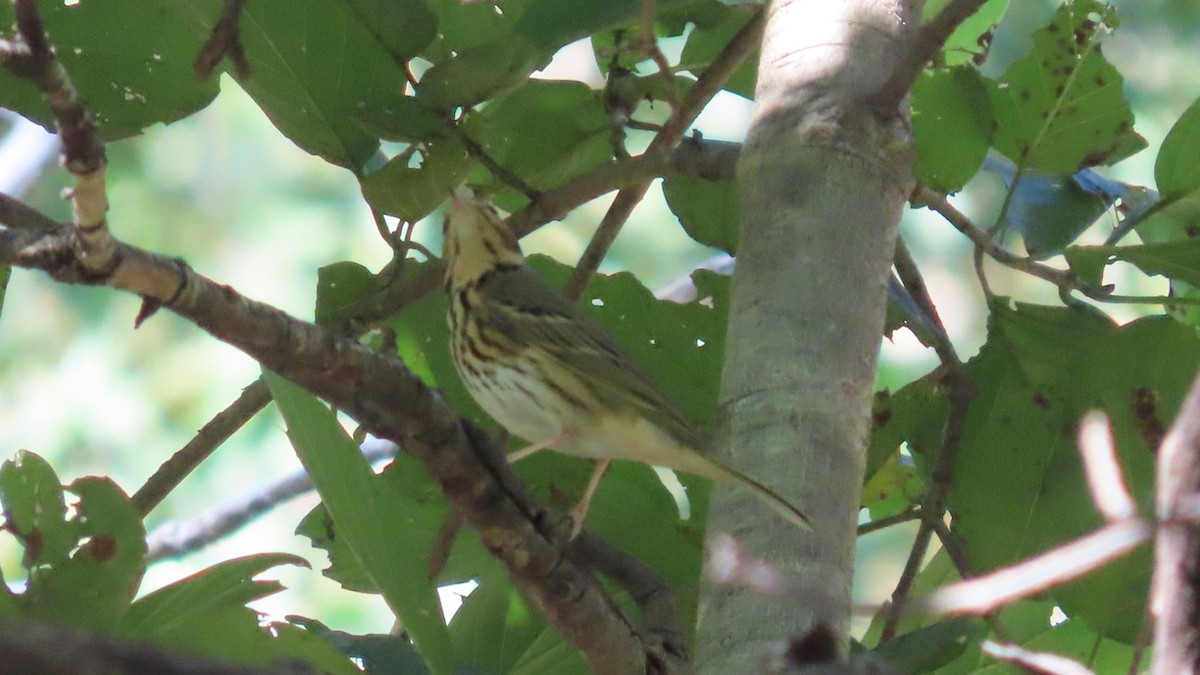 Waldpieper - ML646678791