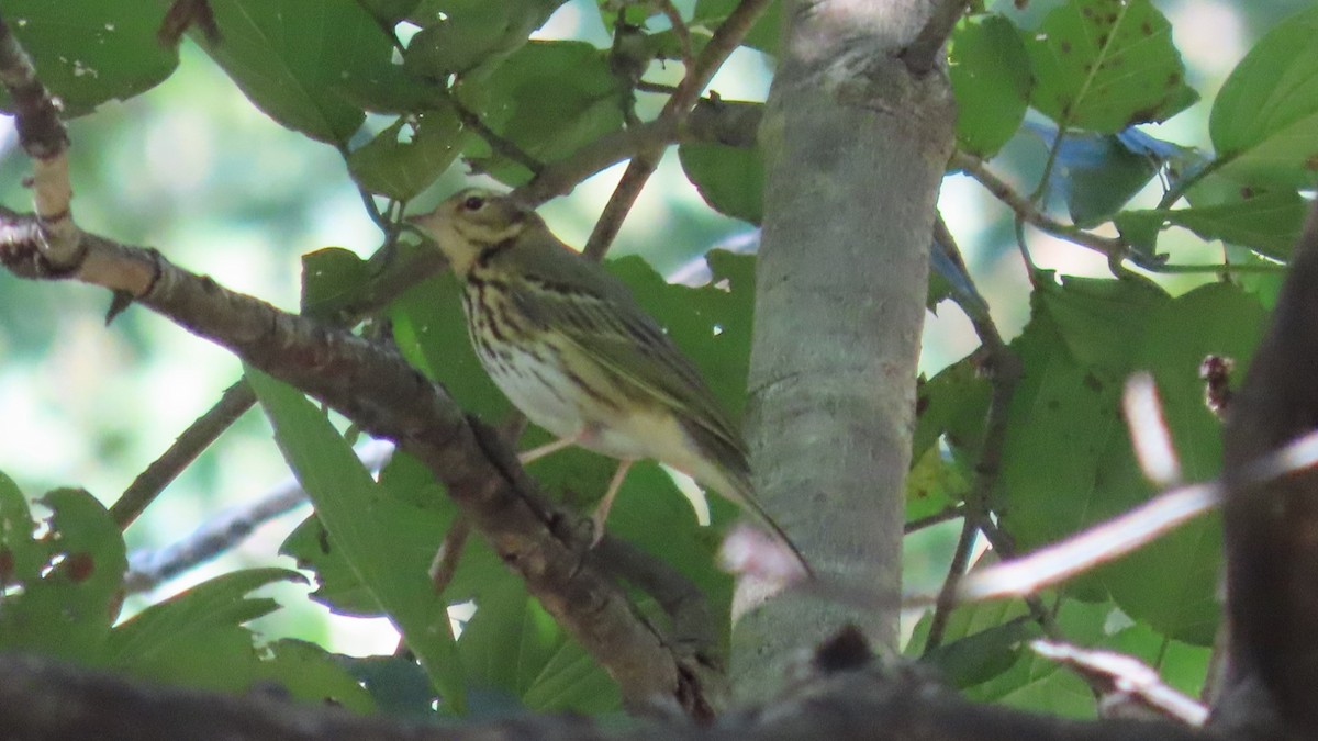 Waldpieper - ML646678792