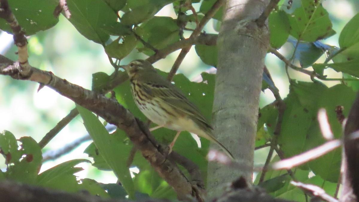 Waldpieper - ML646678793