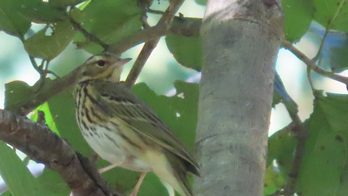 Waldpieper - ML646678794