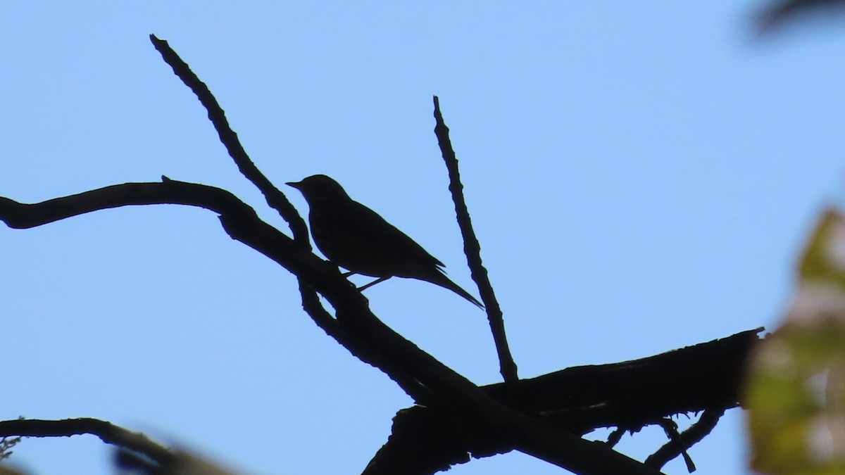 Waldpieper - ML646678795