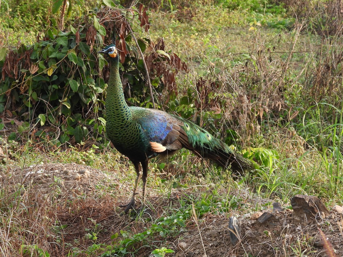 Зелёный павлин - ML646678796