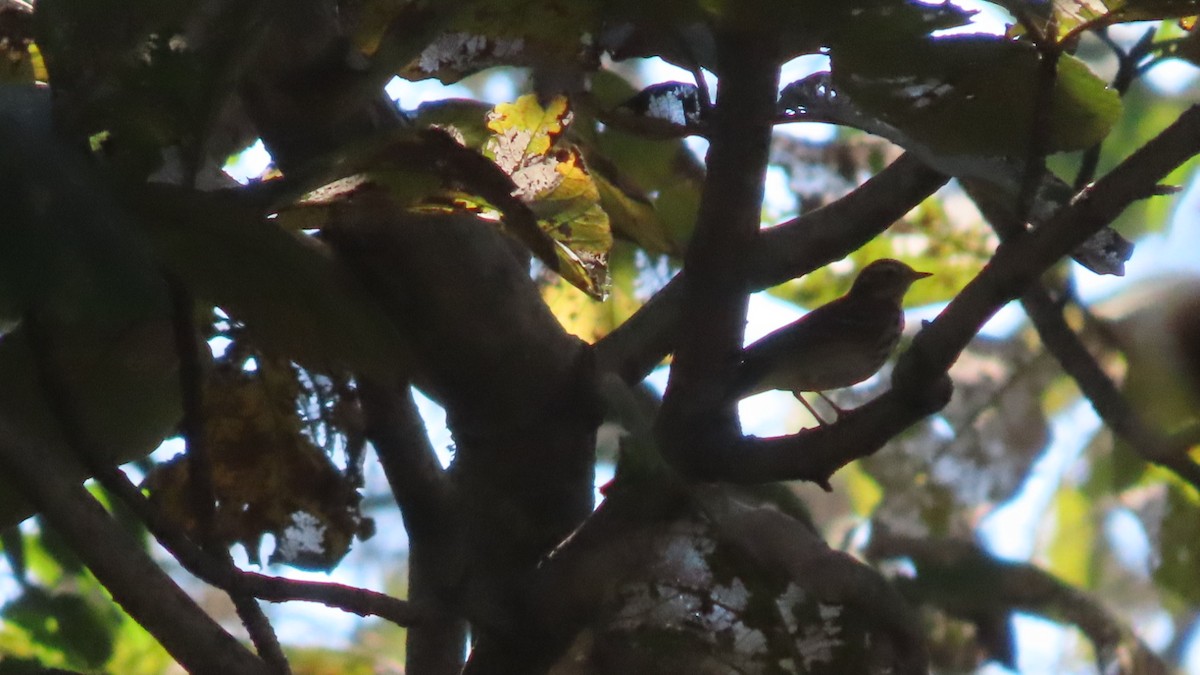 Waldpieper - ML646678798