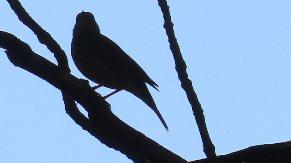 Waldpieper - ML646678799