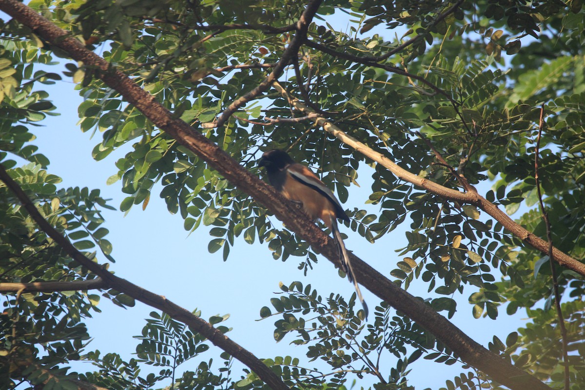 Rufous Treepie - ML646678801