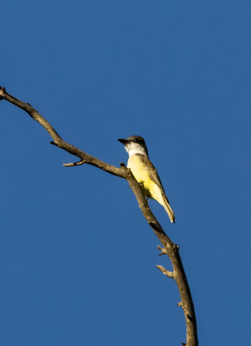 tykknebbkongetyrann - ML646678802