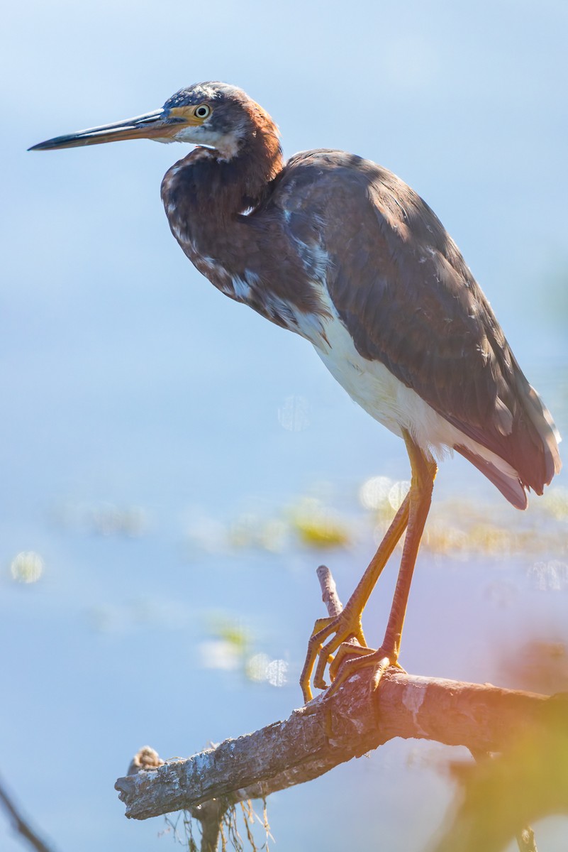 Tricolored Heron - ML646678804