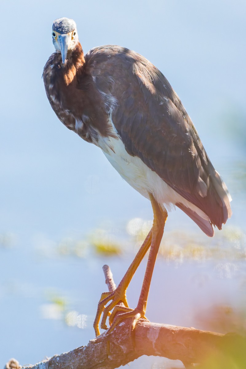 Tricolored Heron - ML646678805