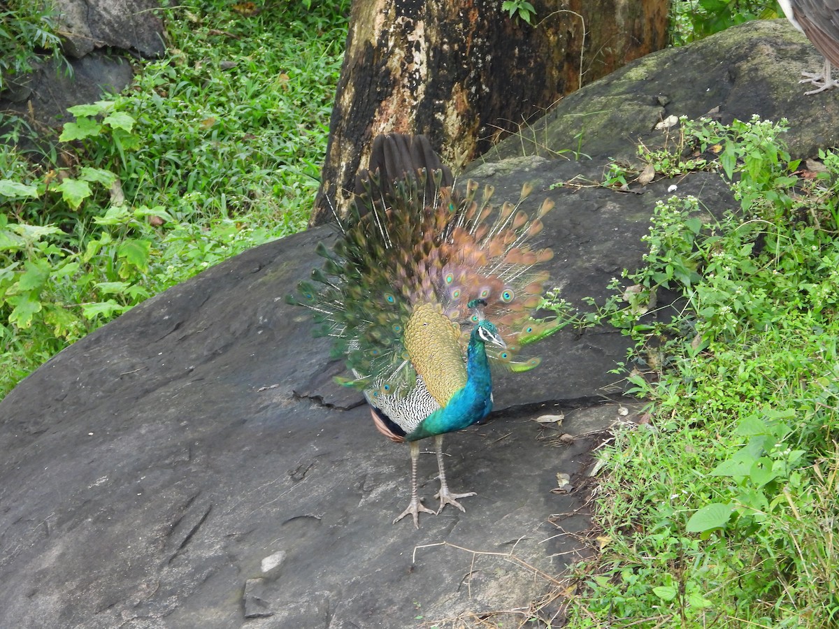 Павич чубатий - ML646678806