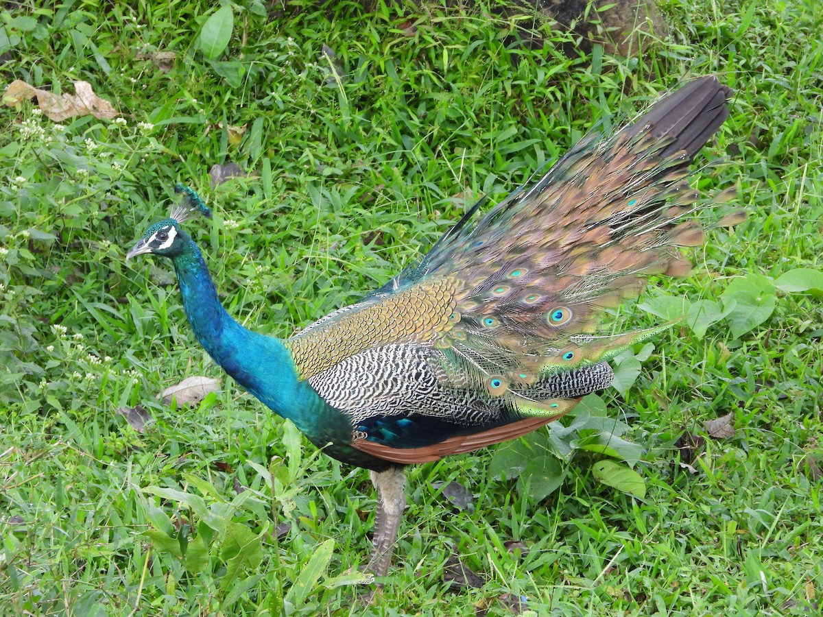 Павич чубатий - ML646678807