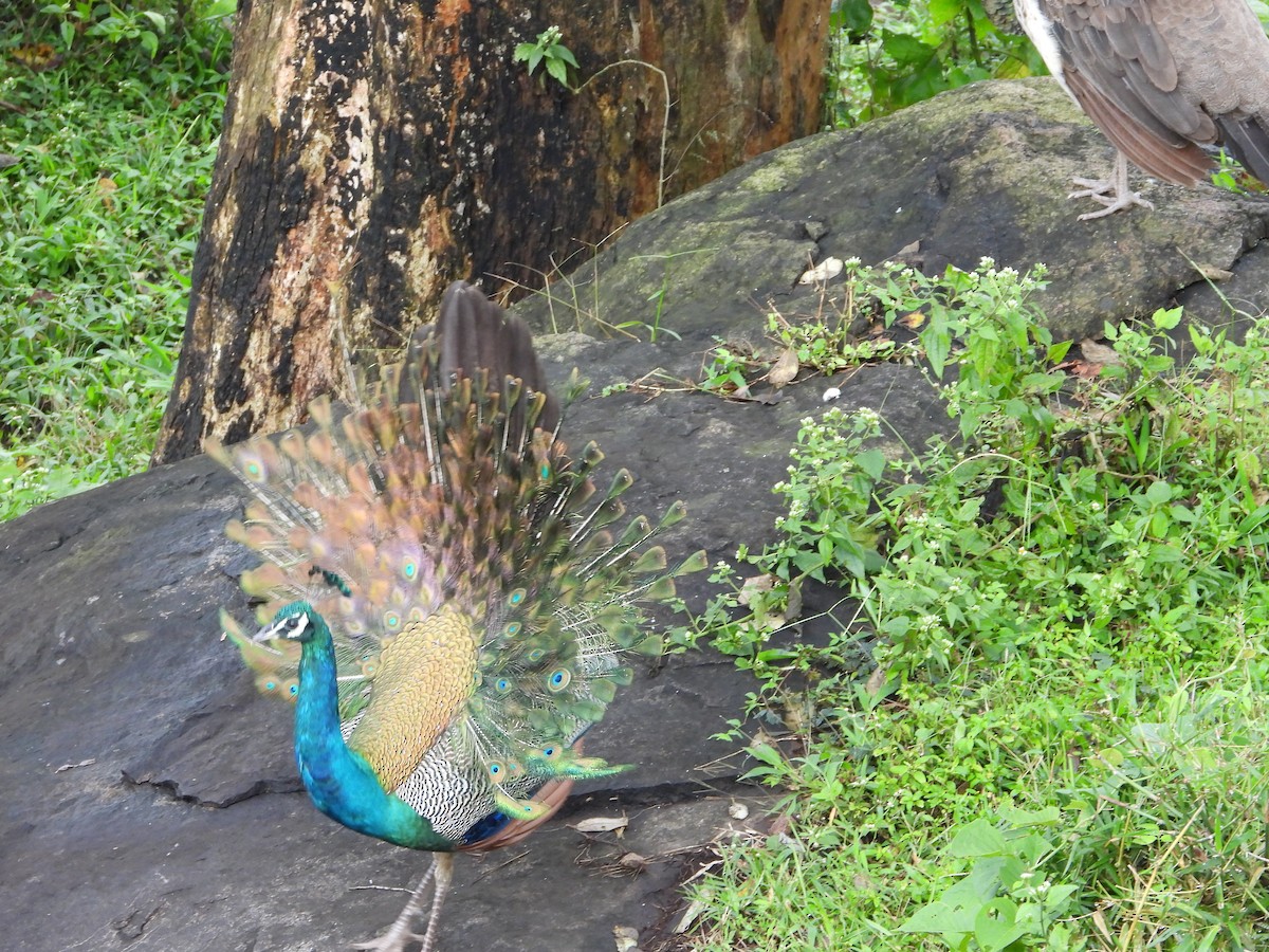 Павич чубатий - ML646678808