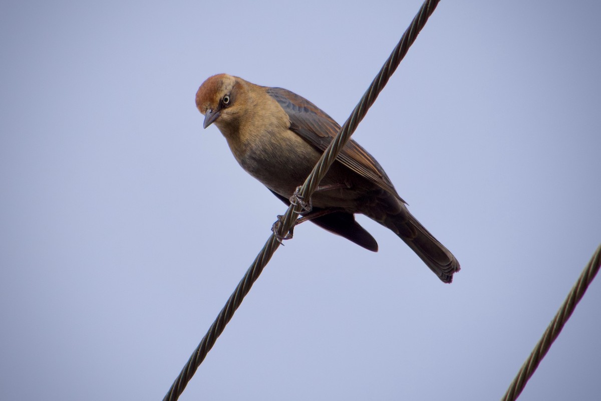 Ржавчатый трупиал - ML646678809