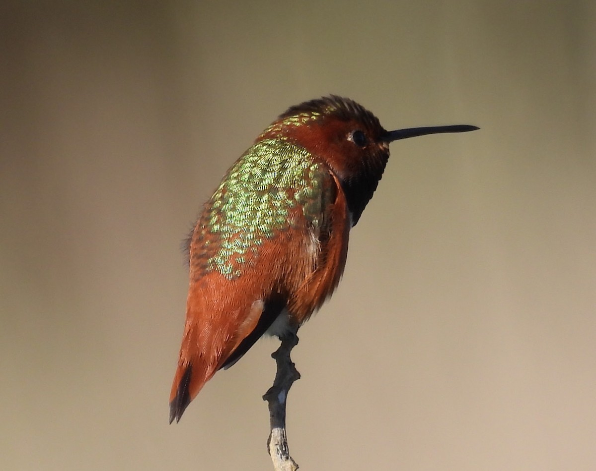 Allen's Hummingbird - ML646678810