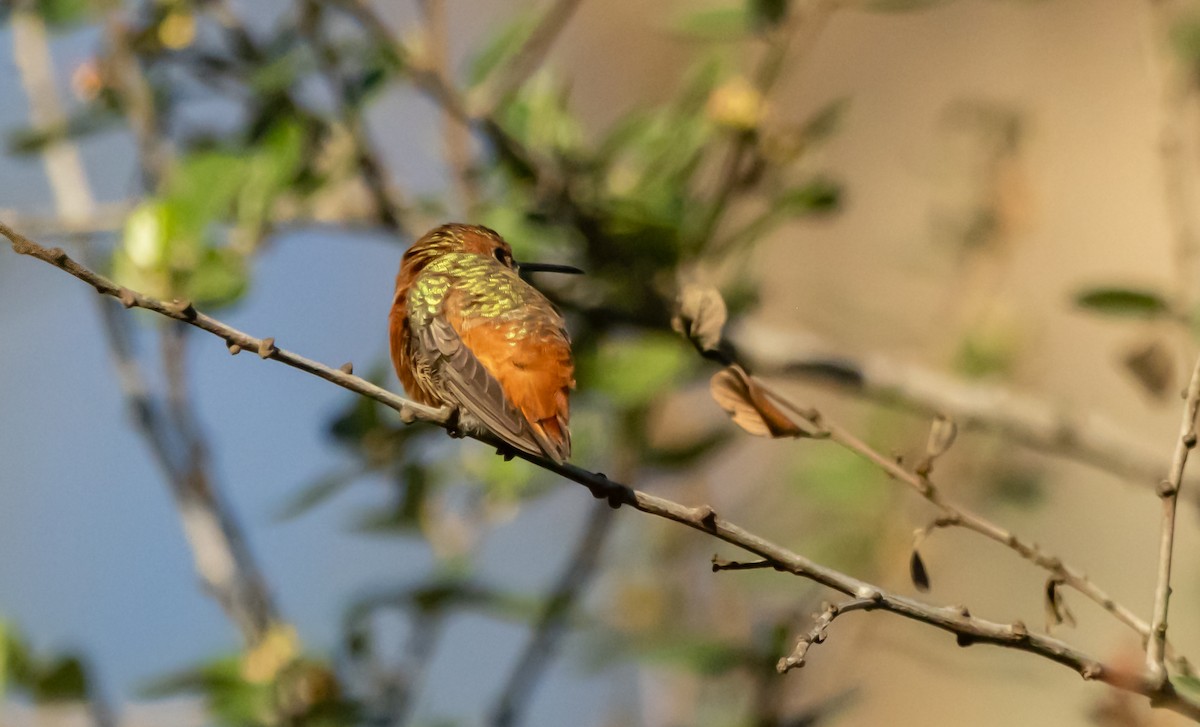 chaparralkolibri - ML646678811