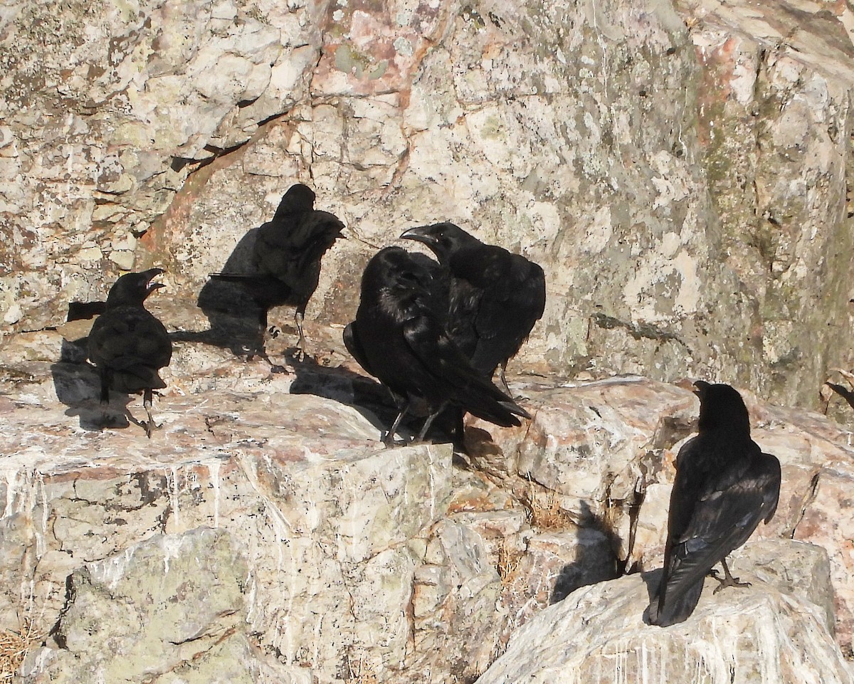 עורב שחור - ML646678812