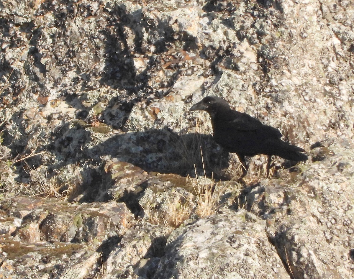 עורב שחור - ML646678813