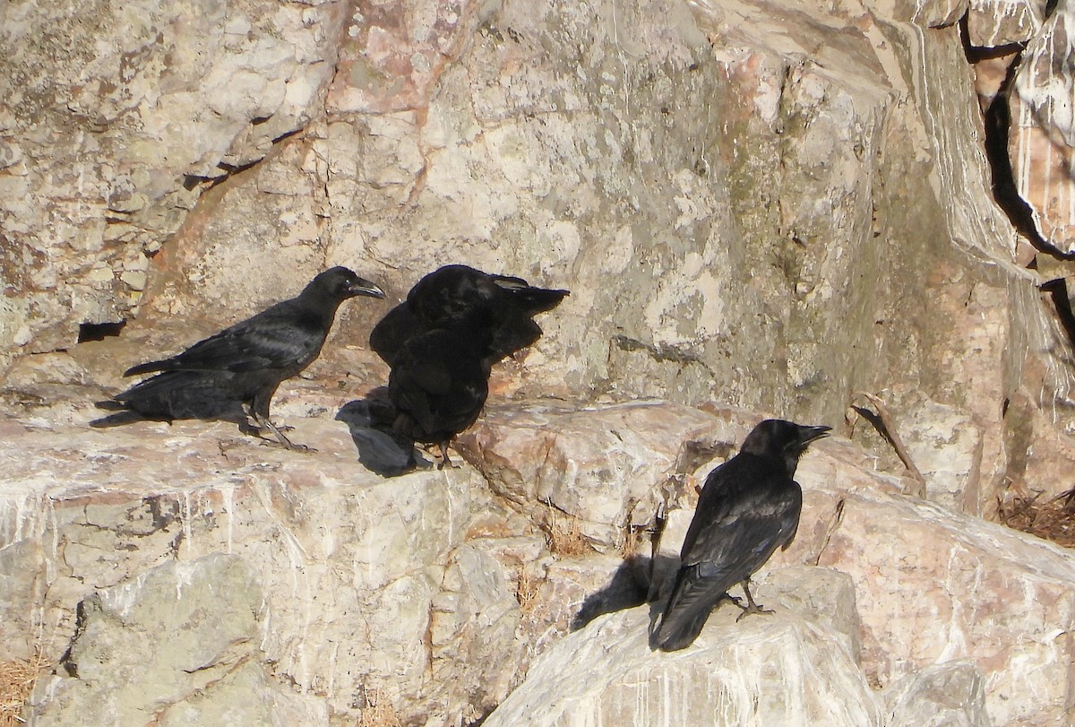 עורב שחור - ML646678814