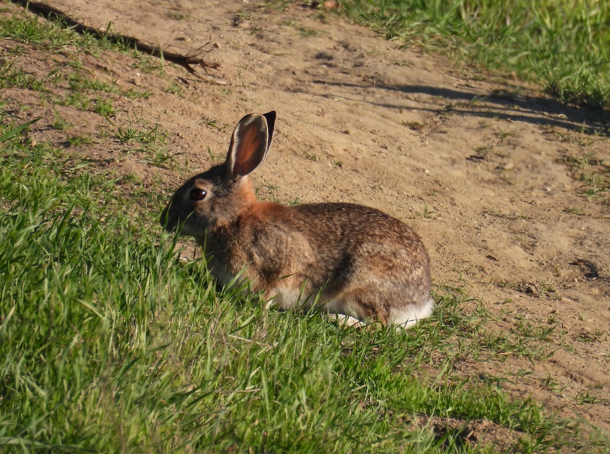 Cottontail Rabbits - ML646678816