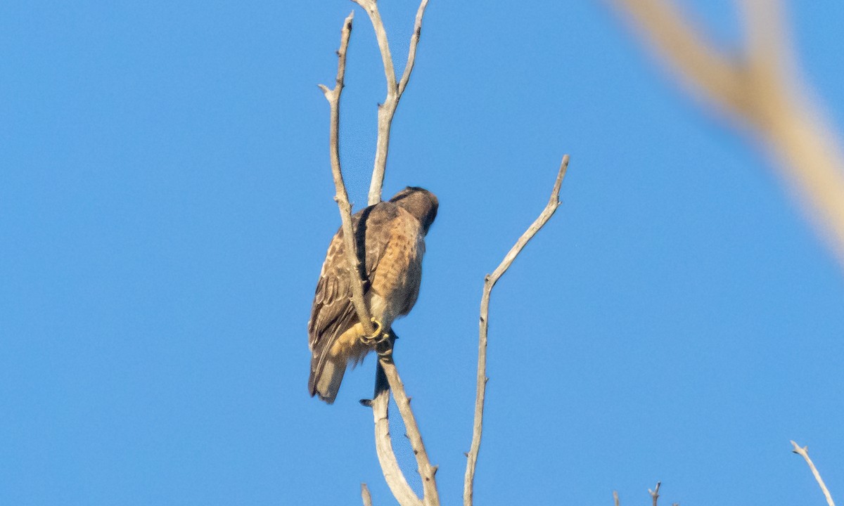 rødstjertvåk - ML646678817