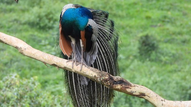 Tavuskuşu - ML646678819