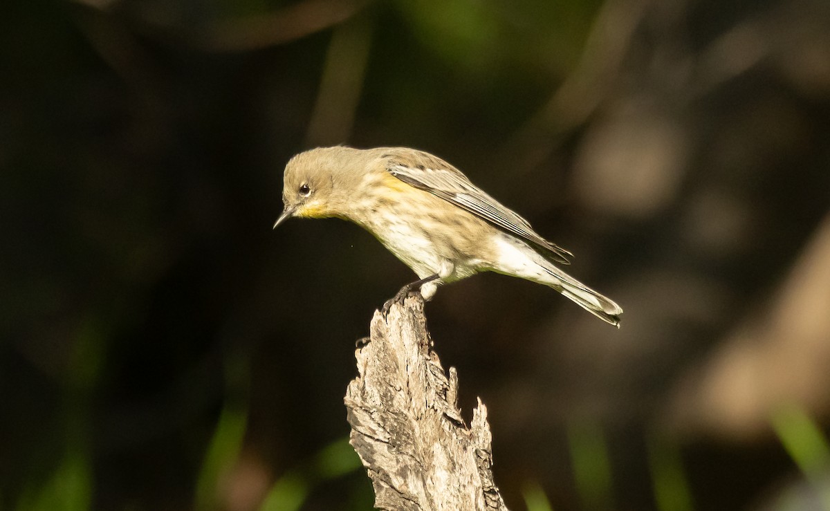 myrteparula - ML646678822