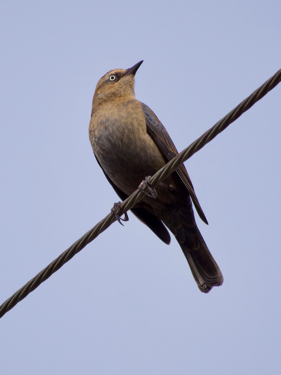 Ржавчатый трупиал - ML646678824