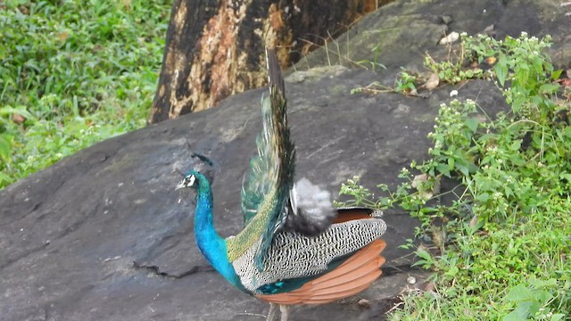 Tavuskuşu - ML646678825