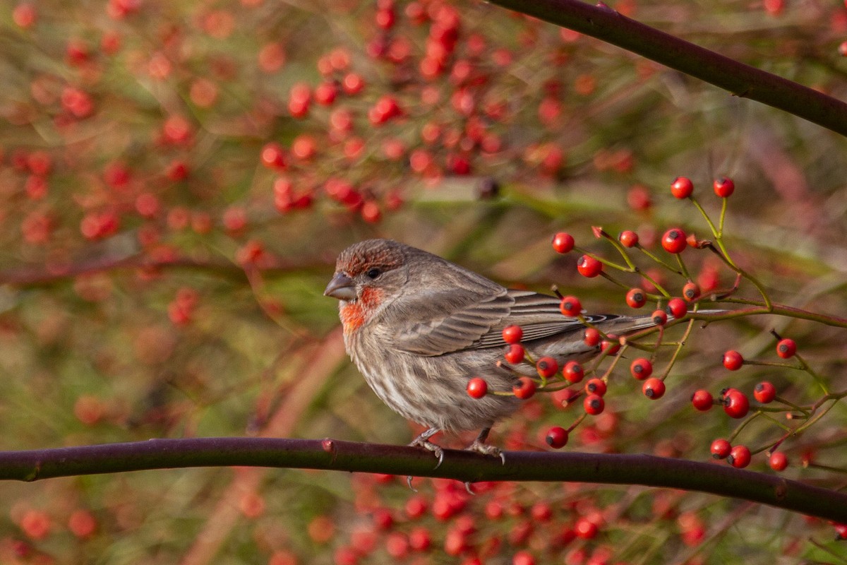 House Finch - ML646678827