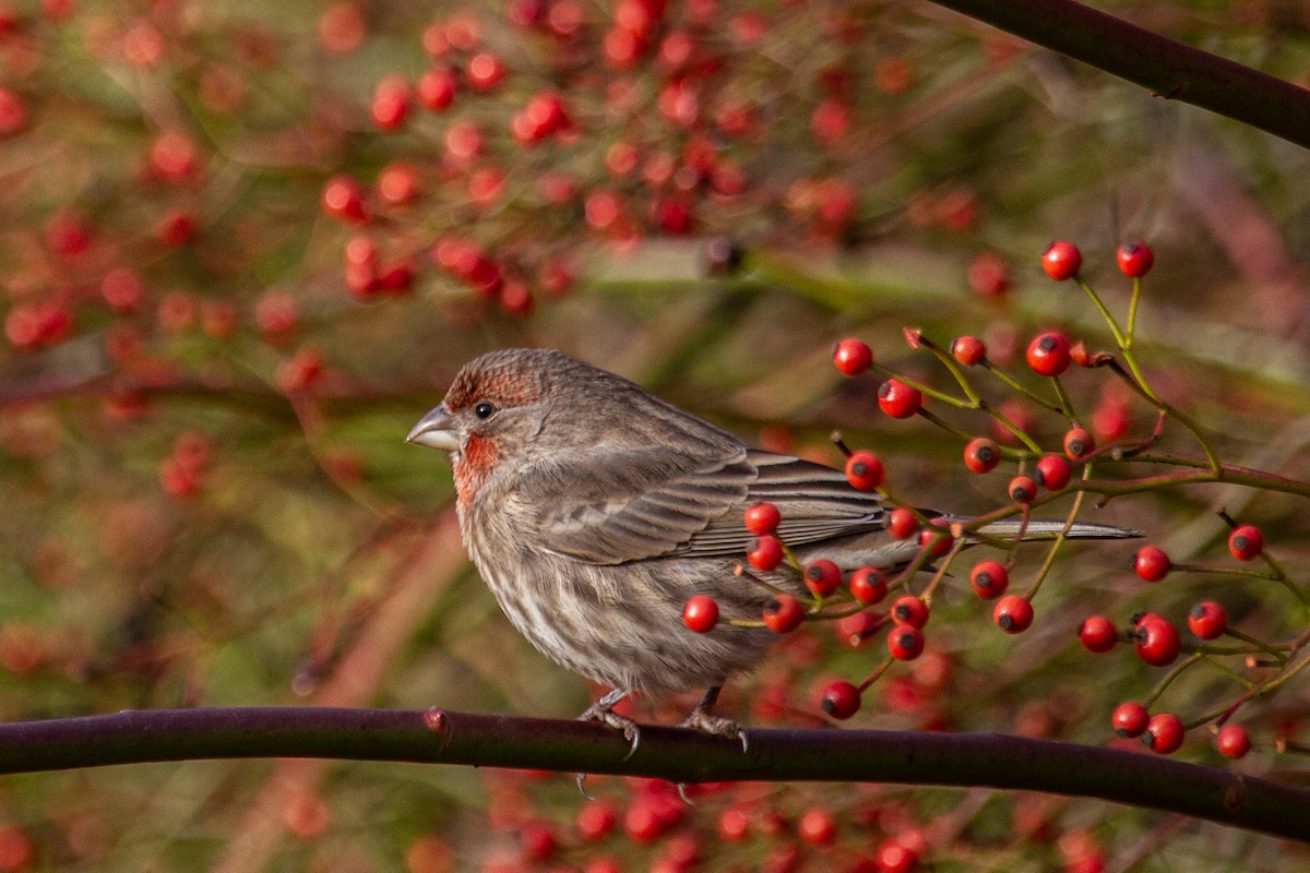 House Finch - ML646678828