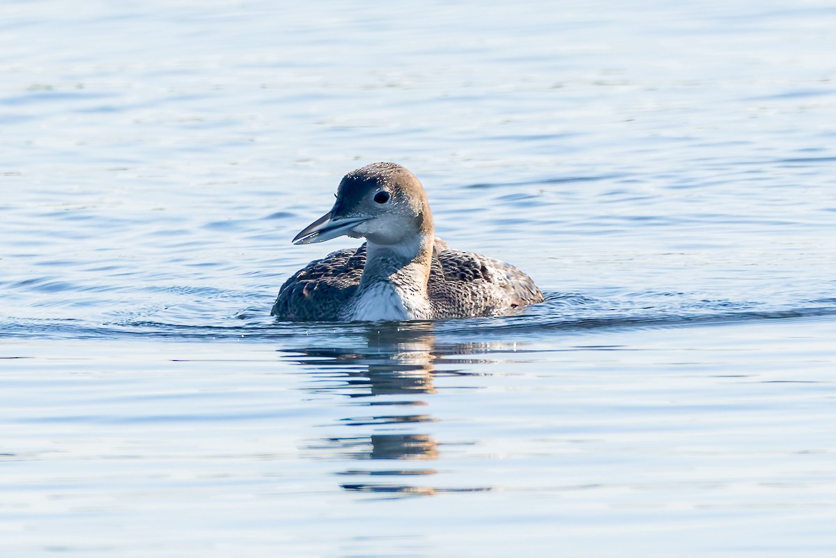 Common Loon - ML646678835