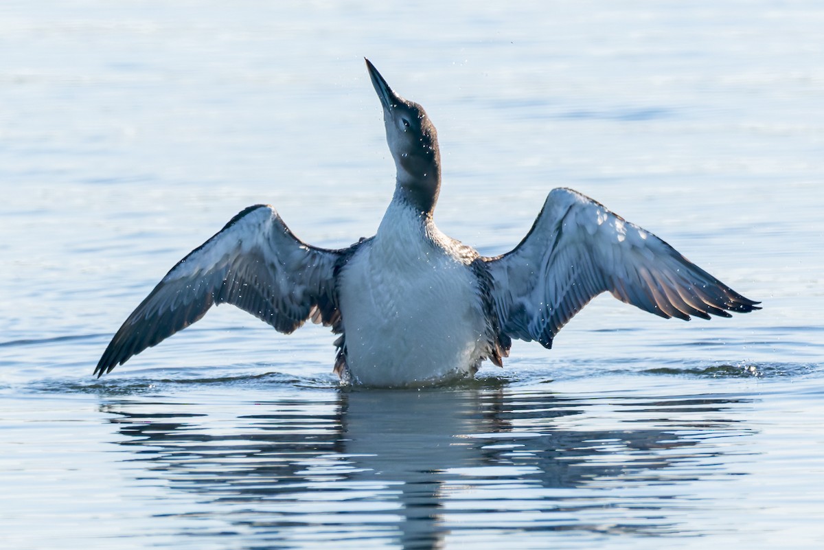 Common Loon - ML646678836
