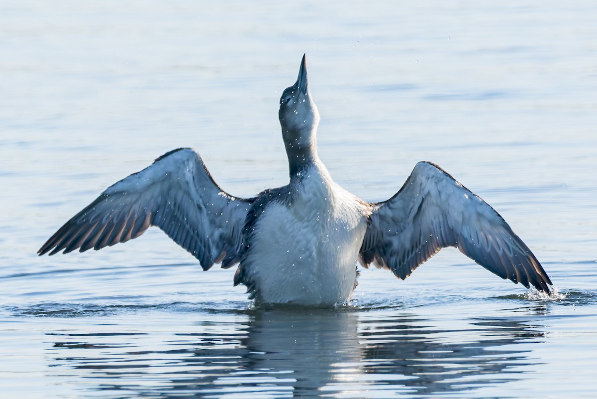 Common Loon - ML646678837