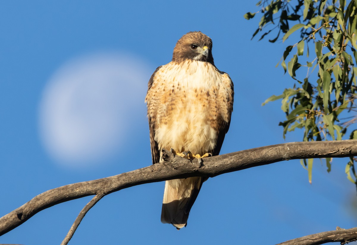 rødstjertvåk - ML646678838