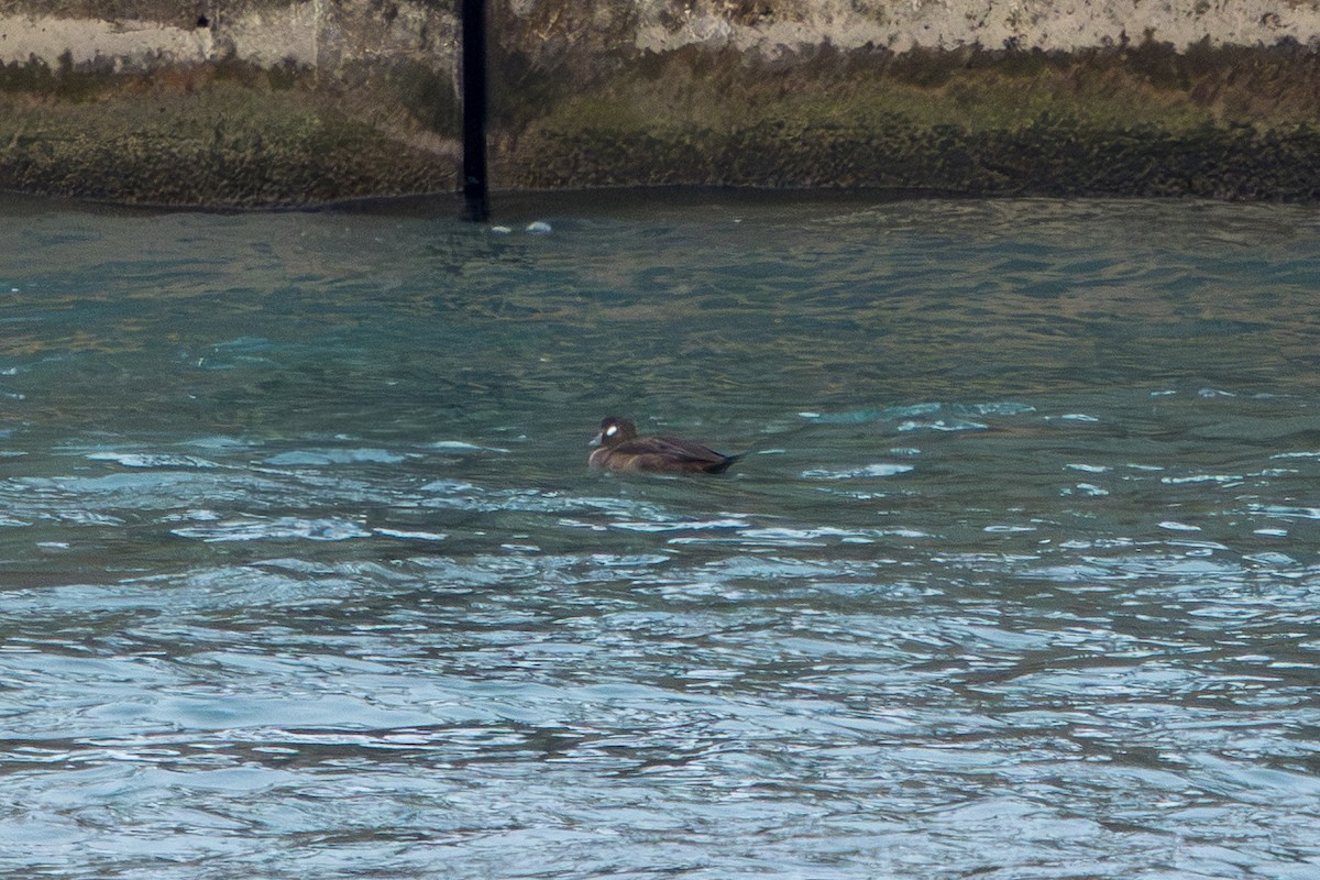 Harlequin Duck - ML646678841