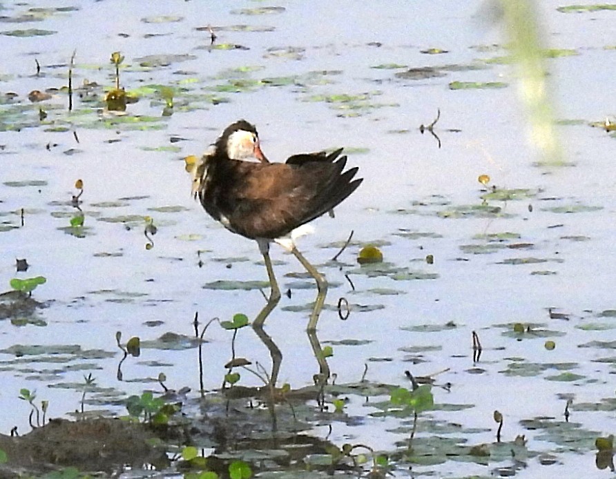 Comb-crested Jacana - ML646678842