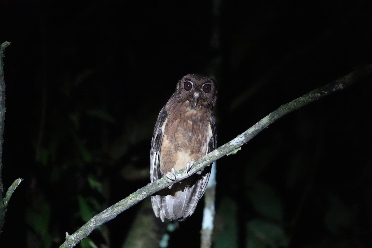 Tawny-bellied Screech-Owl - ML646678843