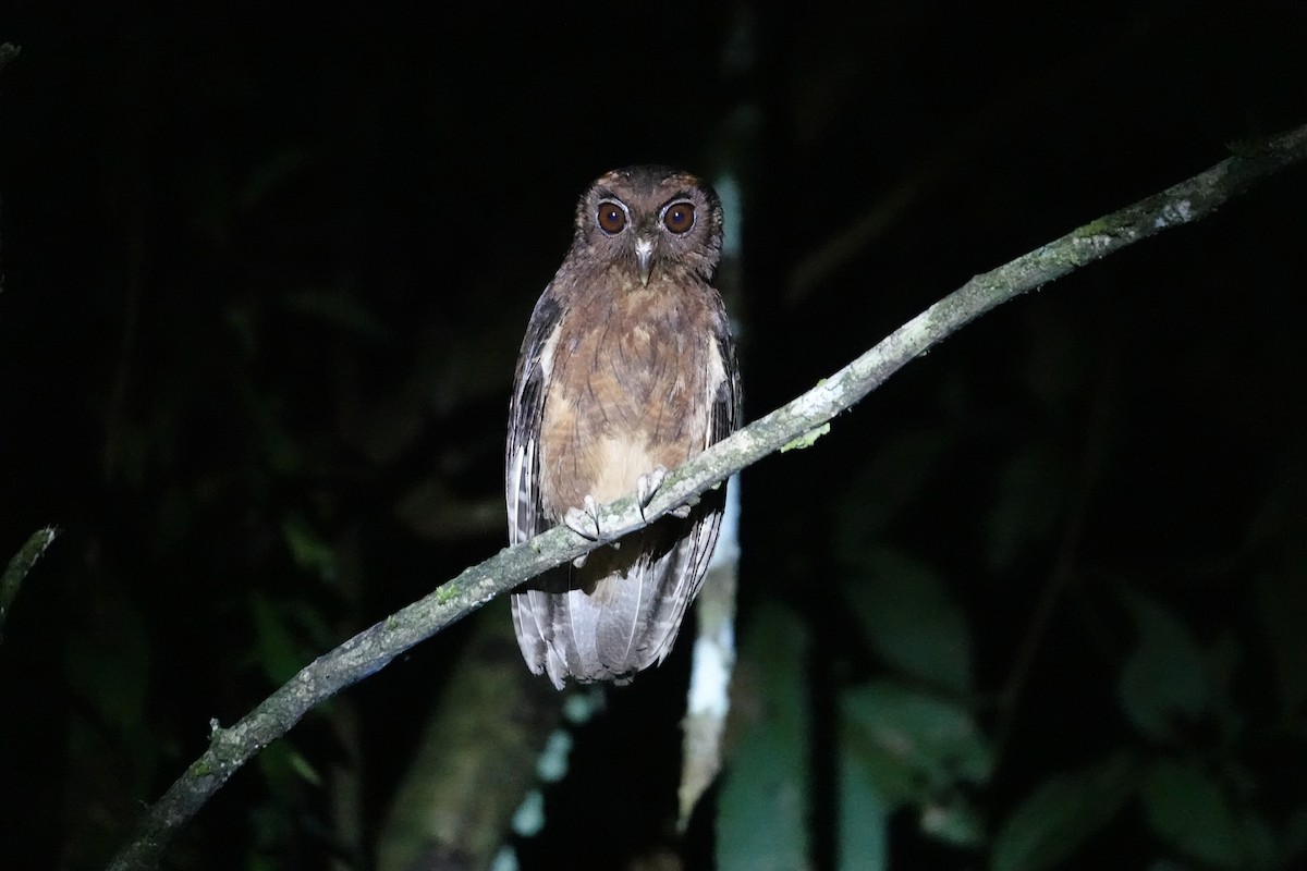 Tawny-bellied Screech-Owl - ML646678844