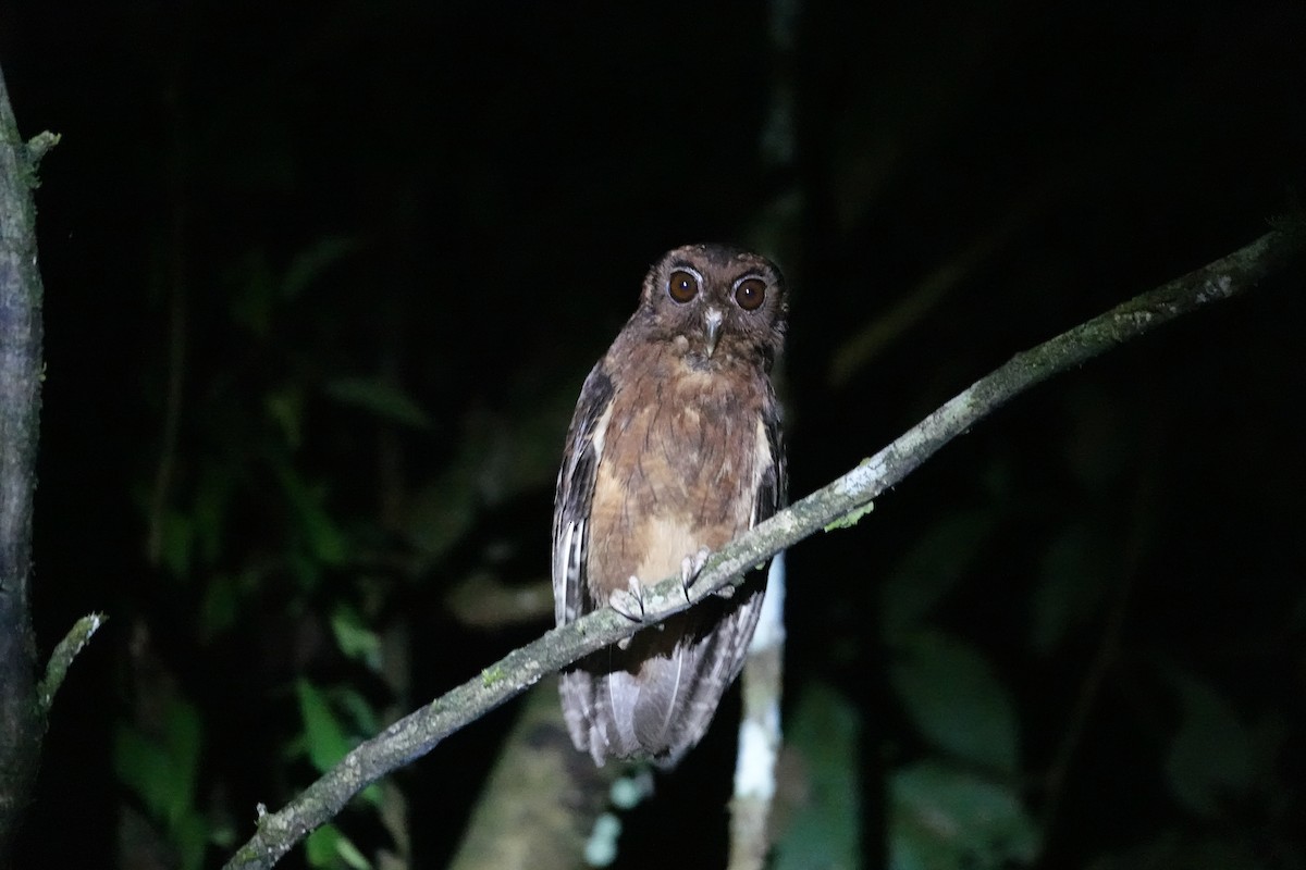 Tawny-bellied Screech-Owl - ML646678845