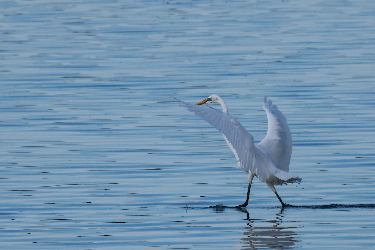 Airone bianco maggiore - ML646678846