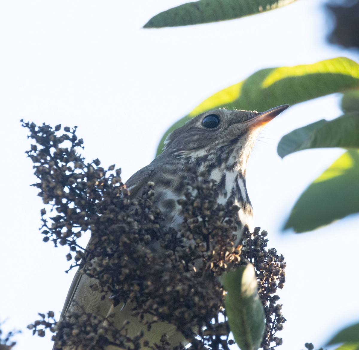 eremittskogtrost - ML646678847