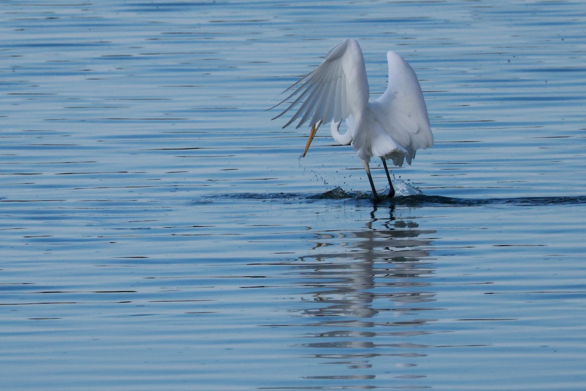 Airone bianco maggiore - ML646678848