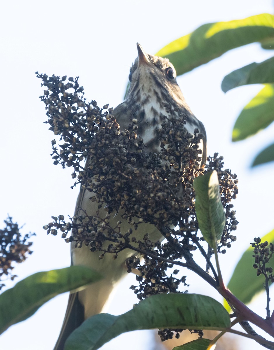 eremittskogtrost - ML646678849