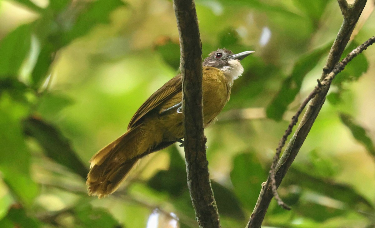 Red-tailed Greenbul - ML646678850