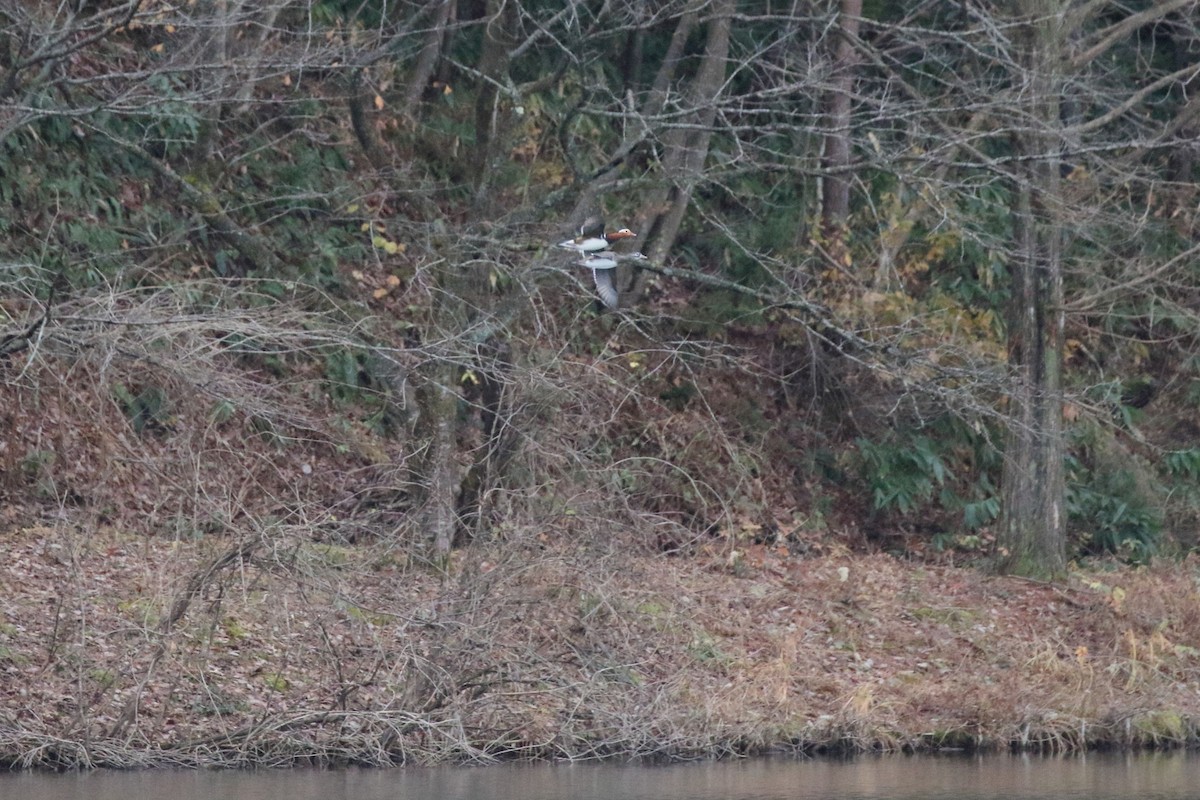 Mandarin Duck - ML646678852