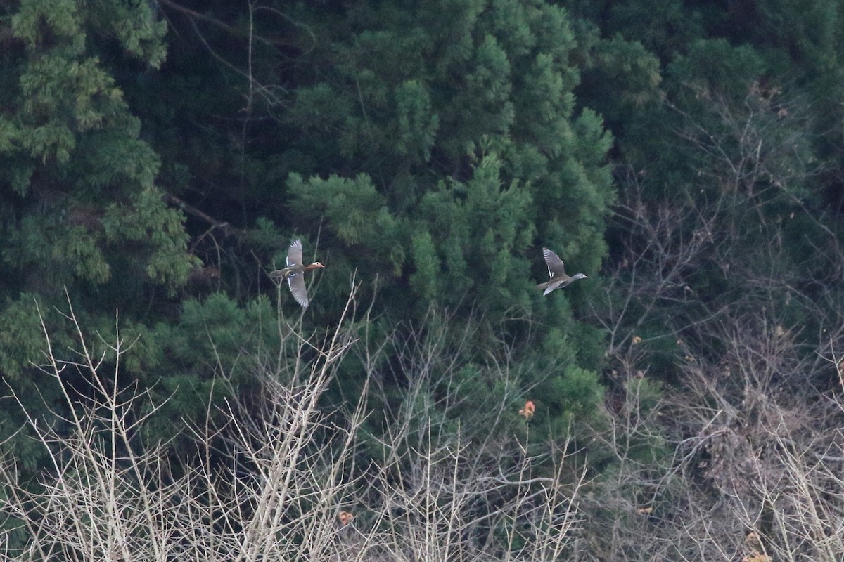 Mandarin Duck - ML646678853