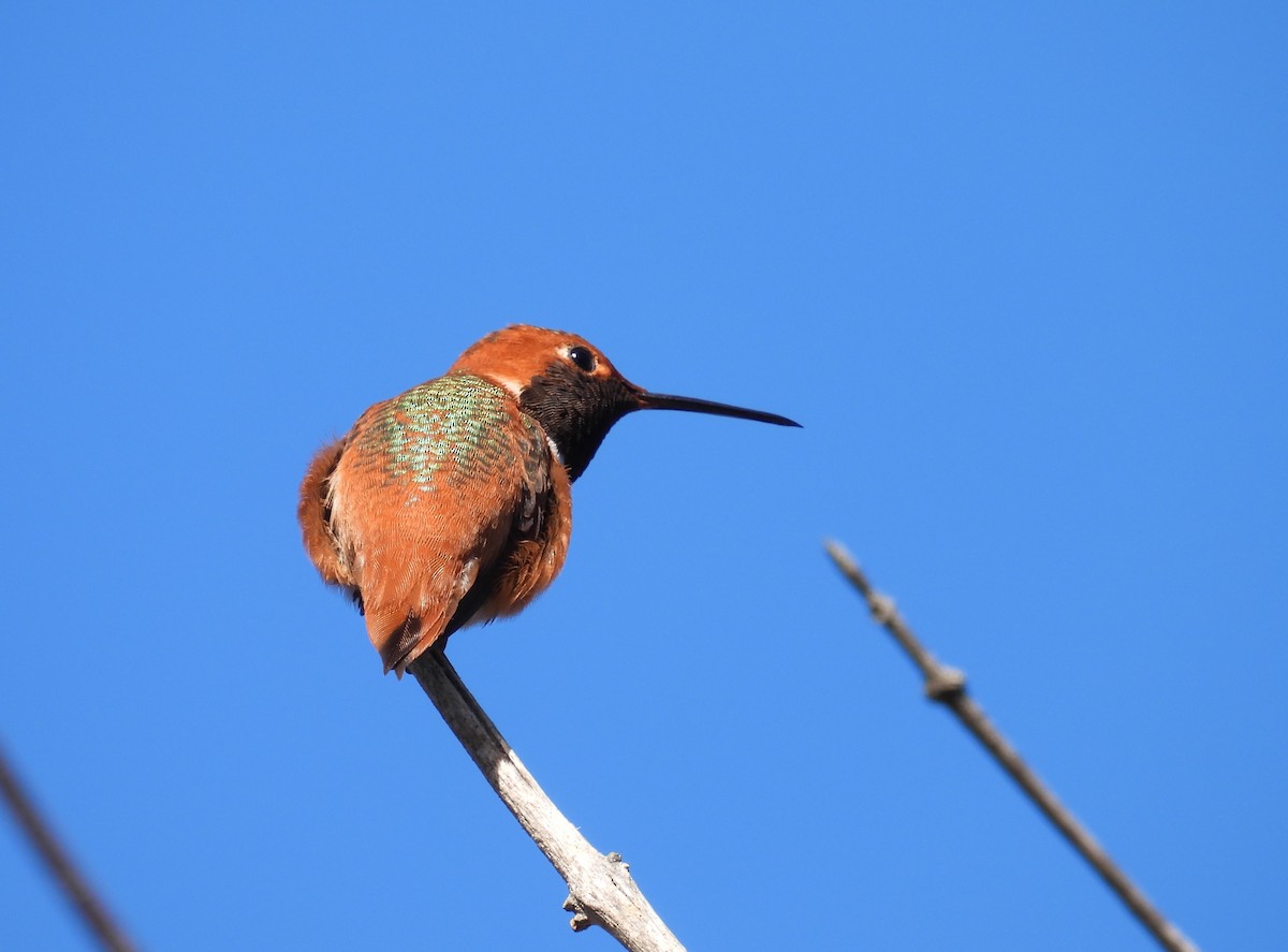 Allen's Hummingbird - ML646678854